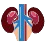 Creatinine, Serum | Mr Doctor